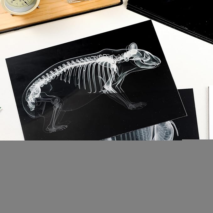 Chunful 20 Pcs Animal X-Ray Kit Wildlife X-Ray Flash Cards Educational Science Kit Light Table Toys Accessory, 11.7" x 8.3''(Wild Animals)