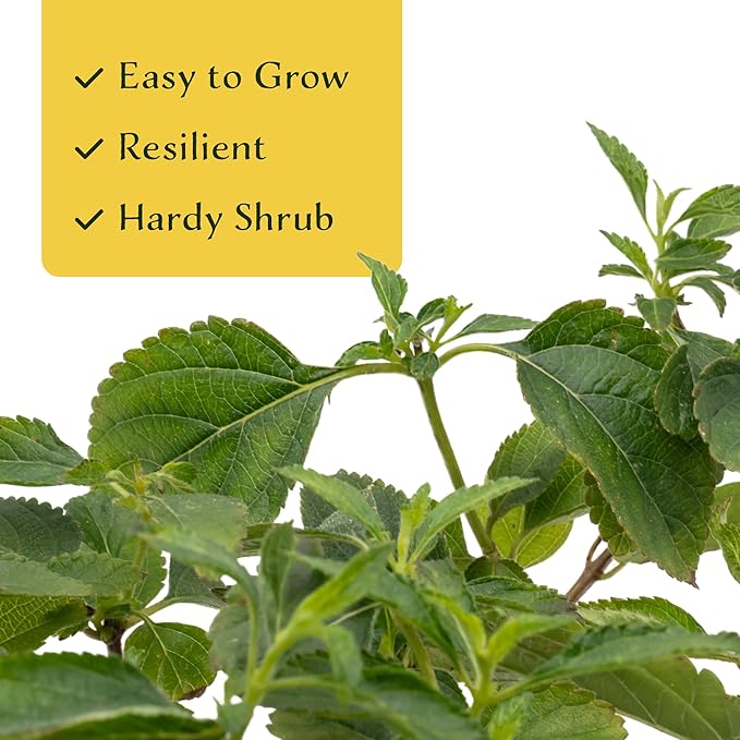 6 Dallas Red Lantana | Live Plants in 2.5-inch Nursery Cubes | Lantana Camara 'Dallas Red' Variety | Hardy Evergreen Perennial Shrub | Fiery Vibrant Blooms for Home & Garden