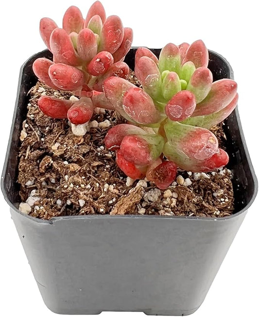 Live Succulent Sedum Rubrotinctum Roseum, Approx 2-inch Large, Potted Succulents, Fully Rooted, Easy Care House Plants