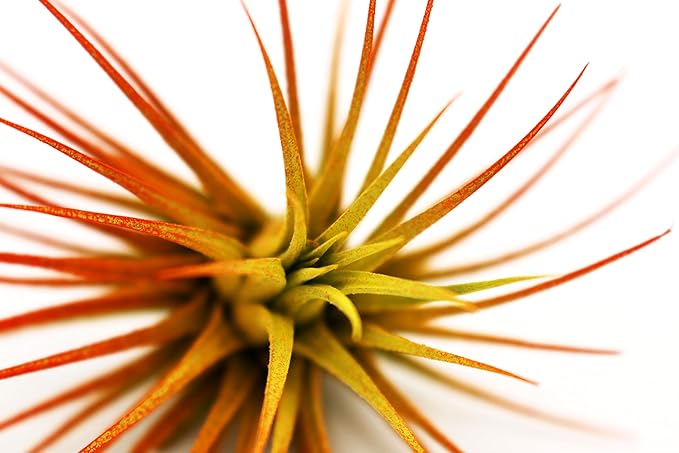 Live Extra Large Tillandsia Ionantha Guatemala Colorful Air Plant 3+ inch Enhanced Color Easy Care Indoor Outdoor Home Decor Gift Airplant by Awesome Industries (Sunrise XL)