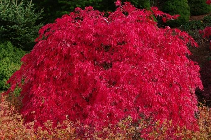 Red Dragon Weeping Lace Leaf Japanese Maple 2 - Year Live Plant