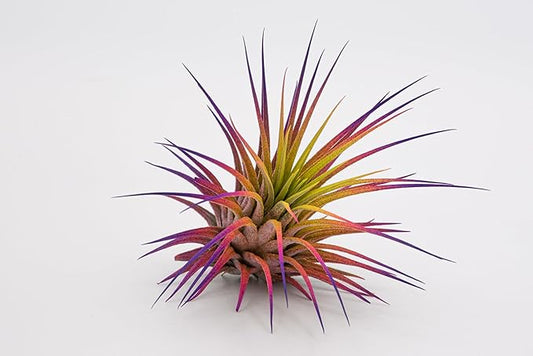 Dyed Tillandsia Ionantha Guatemala Enhanced Colored Colorful Air Plant Live Easy Care Indoor Outdoor Home Decor Gift Airplant by Awesome Industries Live Arrival Guaranteed (Sunset)
