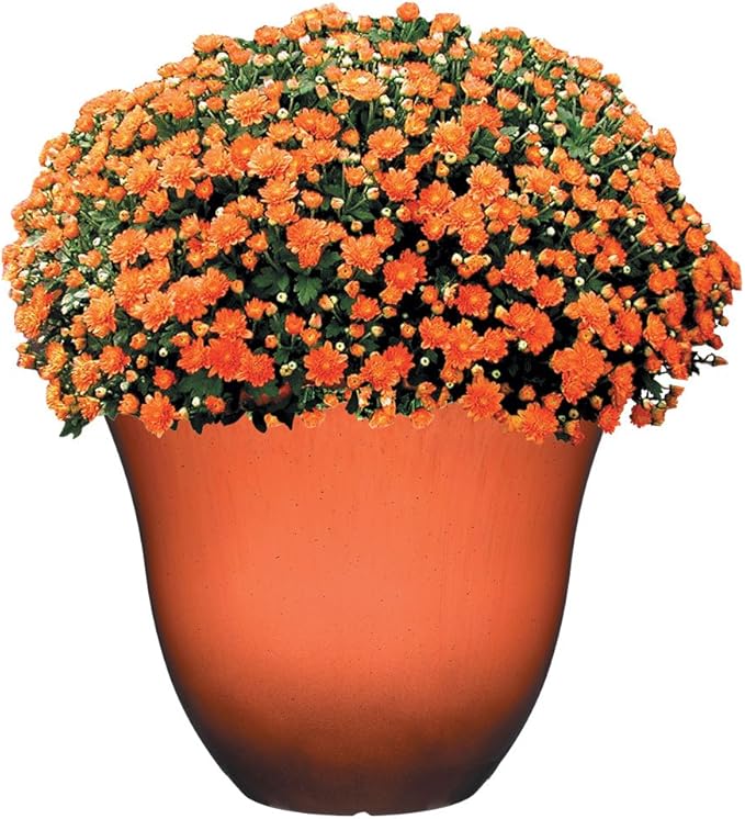 Classic Home and Garden Honeysuckle Resin Flower Pot Planter, Orange Ember, 13" (Pack of 3)