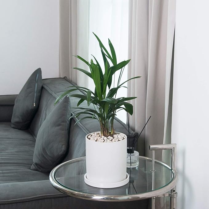 Planters for Indoor Plants Ceramic Flower Succulent Plant Pots with Drain Hole Saucer Decor for Home Office (6 inch White)