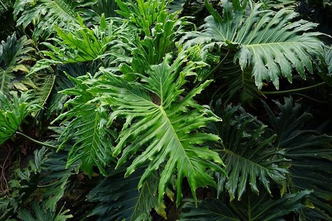 Split Leaf Philodendron Soil Blend - Specially Designed for Unique Plant Needs - 4 Quart