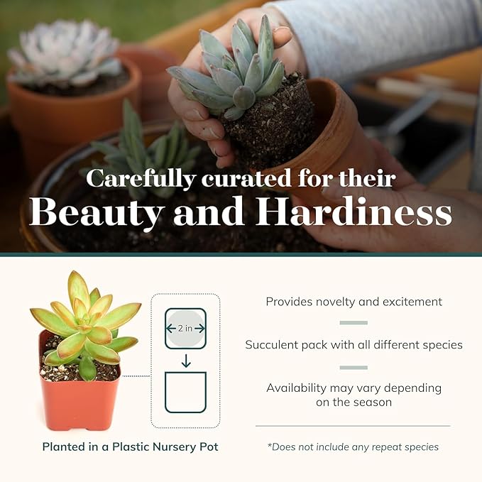 Shop Succulents Unique Succulent Plant Pack Collection - Live Mini Succulent Plants, Low Maintenance, Exceptional Colors & Textures - Wedding and Party Favors, Gift & Garden, Pack of 12