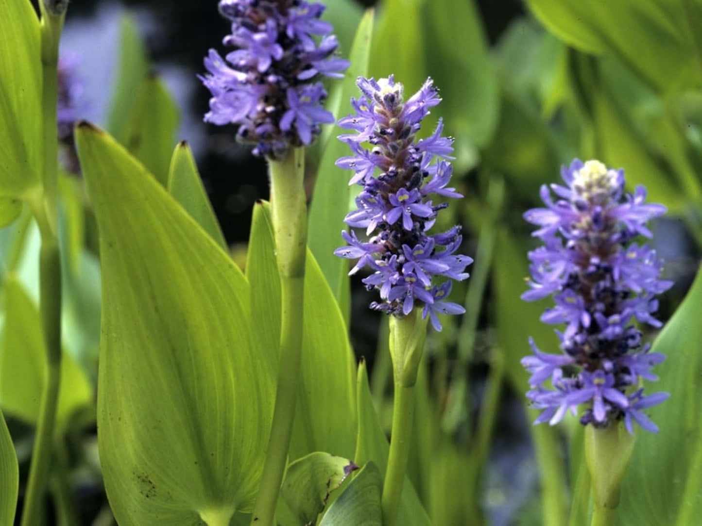 Pickerel Rush Live Pond Plant for Water Garden (Blue Pickerel Rush, 3)
