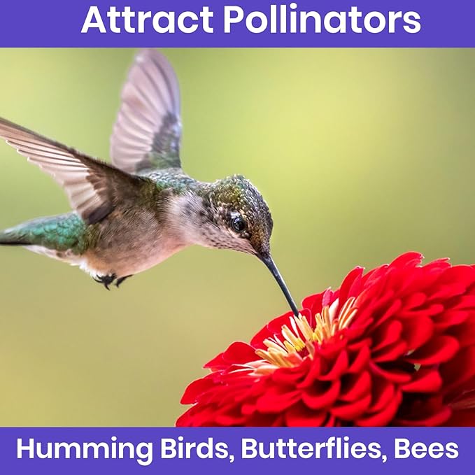 NatureZ Edge Zinnia Seeds for 2025 Planting Outdoors, Over 8250 Flower Seeds, 2 Oz, Non GMO Made in USA, Bulk Semillas De Flores para Sembrar, California Giants, Easy to Grow Zinnia Seed Mix