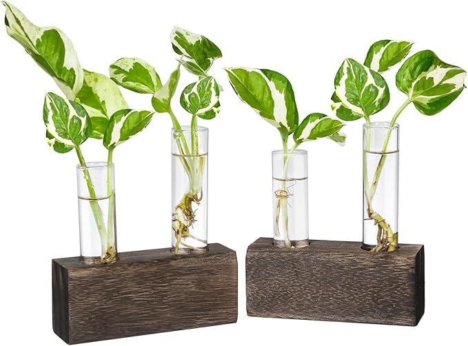 Ivolador Plant Propagation Stations 4 Test Tube Plants Terrariums in Wooden Stand Gifts for Plant Lovers for Hydroponic Plants Office Home Decor Hydroponic Vase Gift Box 2 Sets