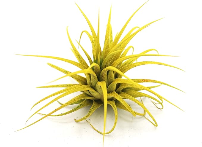 Live Extra Large Tillandsia Ionantha Guatemala Colorful Air Plant 3+ inch Enhanced Color Easy Care Indoor Outdoor Home Decor Gift Airplant by Awesome Industries (Yellow XL)