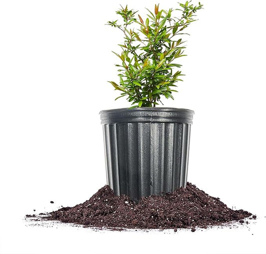 Russian Pomegranate in a 1 Gal. Grower's Pot | Cold Hardy Drought Tolerant | Yields Large Delicious Fruit | Real Dwarf Fruiting Tree