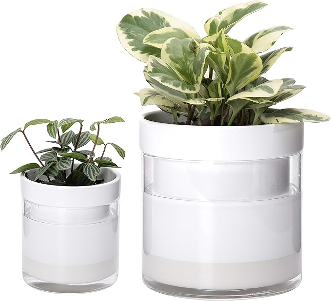 Phoenix Vine 6 Inch 4 Inch Self Watering Planter, White Terracotta Clay Pots with Glass Reservoir for Indoor Plants, Herbs, Flowers, 52-B-G-46
