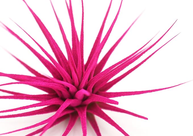 Dyed Tillandsia Ionantha Guatemala Enhanced Colored Colorful Air Plant Live Easy Care Indoor Outdoor Home Decor Gift Airplant by Awesome Industries Live Arrival Guaranteed (Pink)