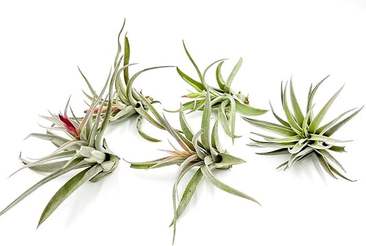 Air Plants - Flowering Tillandsia Harrisii, Large 3-5" - 5ct - Live Arrival Guaranteed - House Plants for Home Decor & Gift