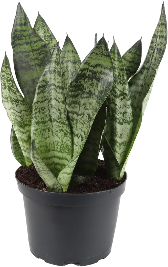 Premium Snake Plant Potting Soil Mix, Green Sansevieria Trifascatia Zeylanica Plants, Plant or Re-Pot Your Snake Plant - (3 Quart Bag)