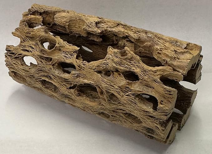 Natural Cholla Wood Chunk Air Plant Display Holders Individually Unique Decorative Stands Holder (Cholla Chunk)