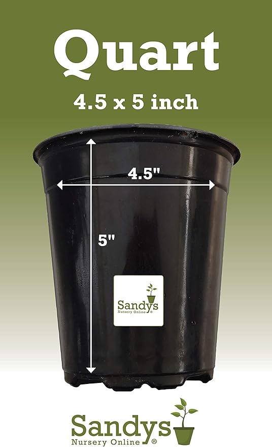 Thuja Evergreen Shrub, Green Giant Arborvitae, Quart Pot