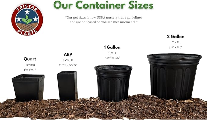 TriStar Plants - Thanksgiving Cactus - 4" inch Pot, Fasle Christmas Cactus, Easter Cactus, Holiday Plant, Winter Flowers, Christmas Plants, Winter Blooms (White)