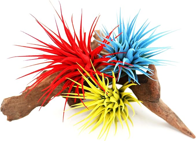 Live Extra Large Tillandsia Ionantha Guatemala Colorful Air Plant 3+ inch Enhanced Color Easy Care Indoor Outdoor Home Decor Gift Airplant by Awesome Industries (Yellow XL)