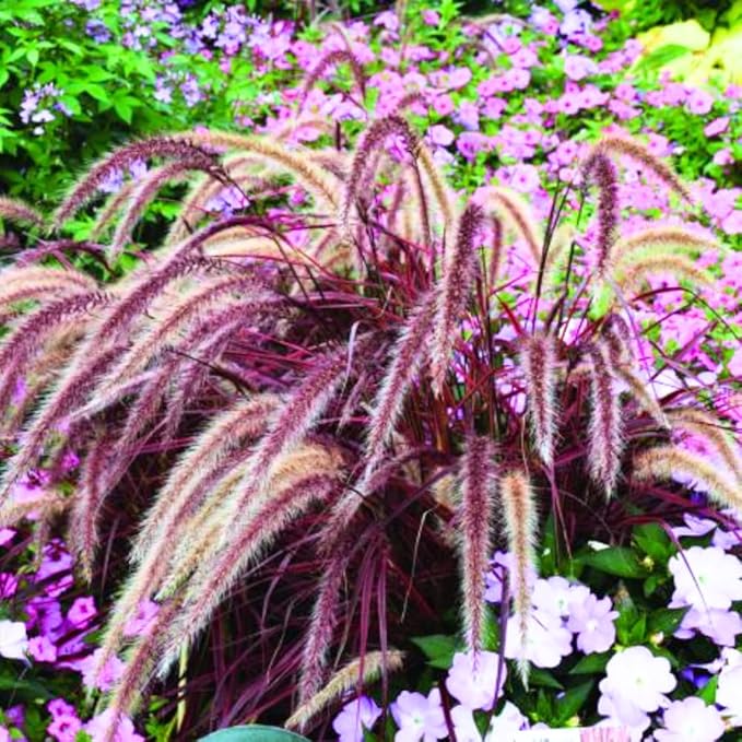 Pack 3 Fountain Grass Plants Live, 5-9 Inch Tall, Ornamental Grasses Live Plants Perennial, Well-Rooted Perennial Grass Clumps (Purple Fountain Grass)