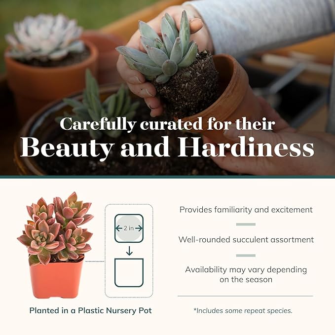 Shop Succulents Mini Succulent Plant Pack Collection - Live 2" Succulent Plants, Low Maintenance, Beautiful Colors & Textures - Wedding and Party Favors, Gift & Garden, Pack of 12