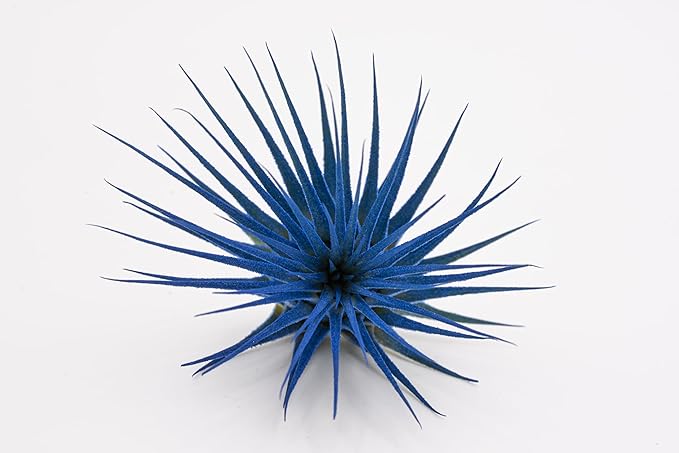 Live Extra Large Tillandsia Ionantha Guatemala Colorful Air Plant 3+ inch Enhanced Color Easy Care Indoor Outdoor Home Decor Gift Airplant by Awesome Industries (Deep Blue XL)