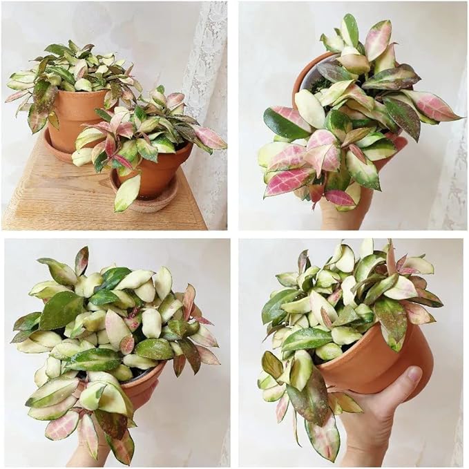 Terracotta Pots 4 inch, Pack of 12 Clay Pots for Plants, Small Terracotta Pots with Drainage Holes and Saucers, Mini Nursery Plant Pots for Succulents, Cactus, Indoor,Outdoor