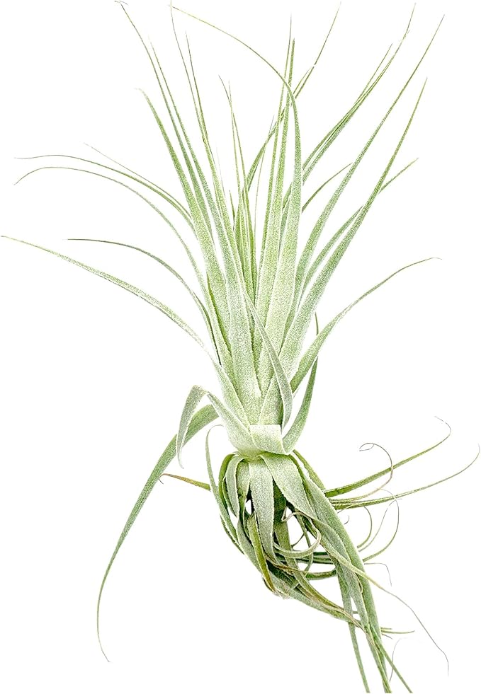 Live Air Plant - Tillandsia Gardneri 5-7” - 5ct - ragnaroc Rare Collectors Indoor Tropical Plant - Live Arrival Guaranteed - House Plants for Home Decor & Gift