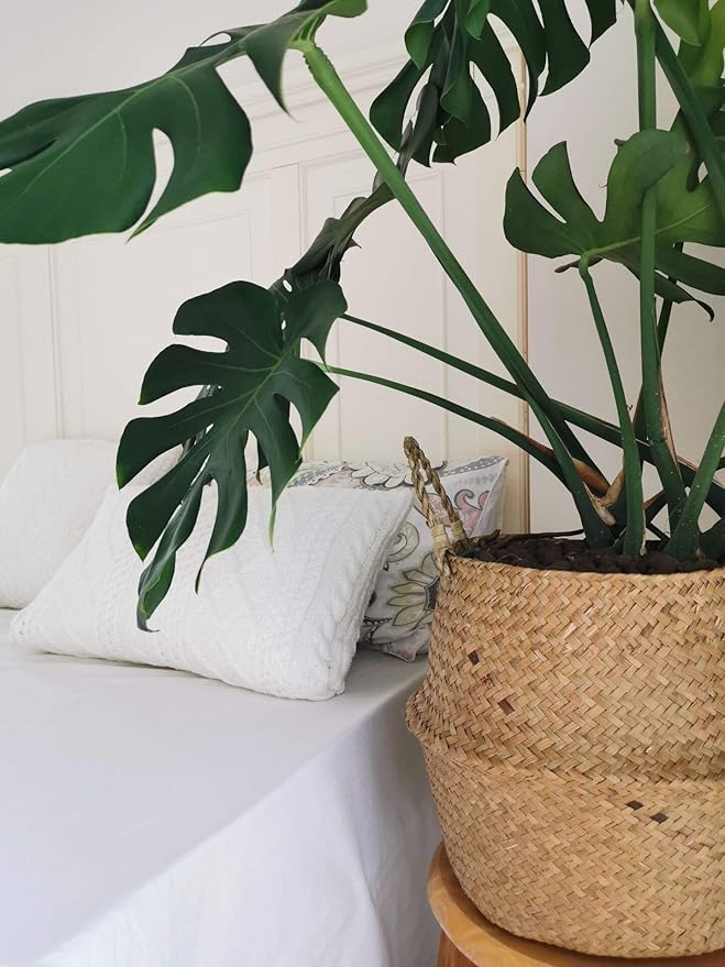 Large Seagrass Plant Basket with Handles, Wicker Woven Storage Basket (14.1“ Diameter x 13.8" Height), Natural)