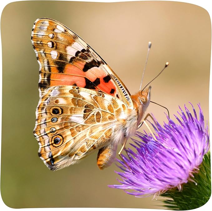 Insect Lore Butterfly Garden Kit with Live Caterpillars – Grow 10 Painted Lady Butterflies | STEM Learning Activity, Habitat with Journal, Stickers, Seeds & Figurines | As Seen on TV