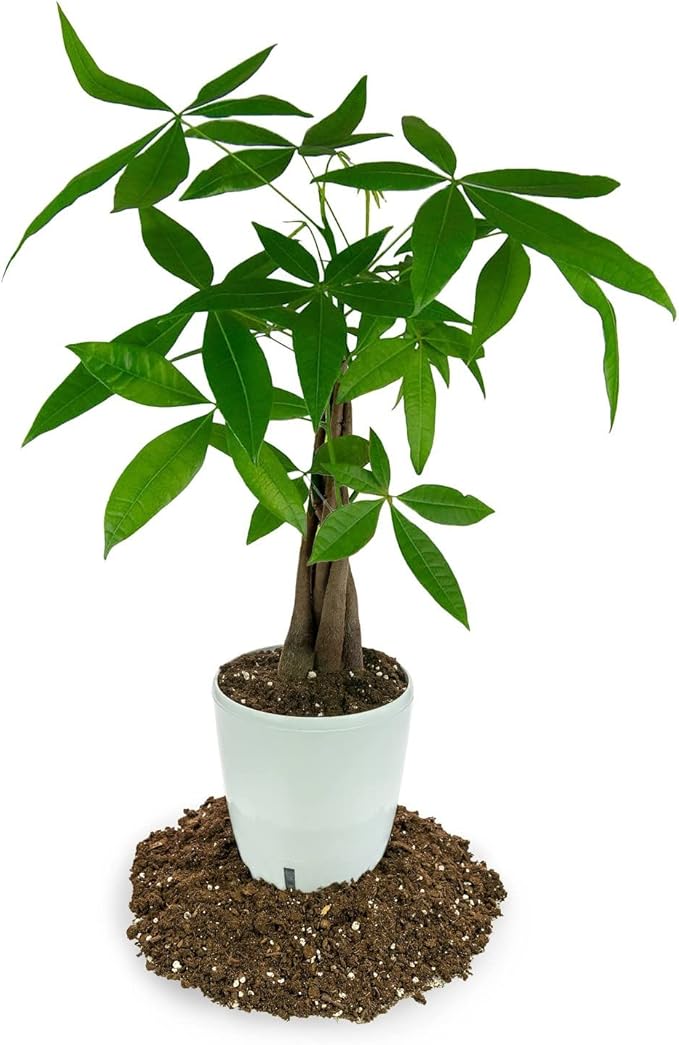Money Tree Potting Soil, Soil Mix for Planting or Repotting Guiana Chestnut, Soil Blended to Properly Grow Money Tree Plants - (5 Quart Bag)