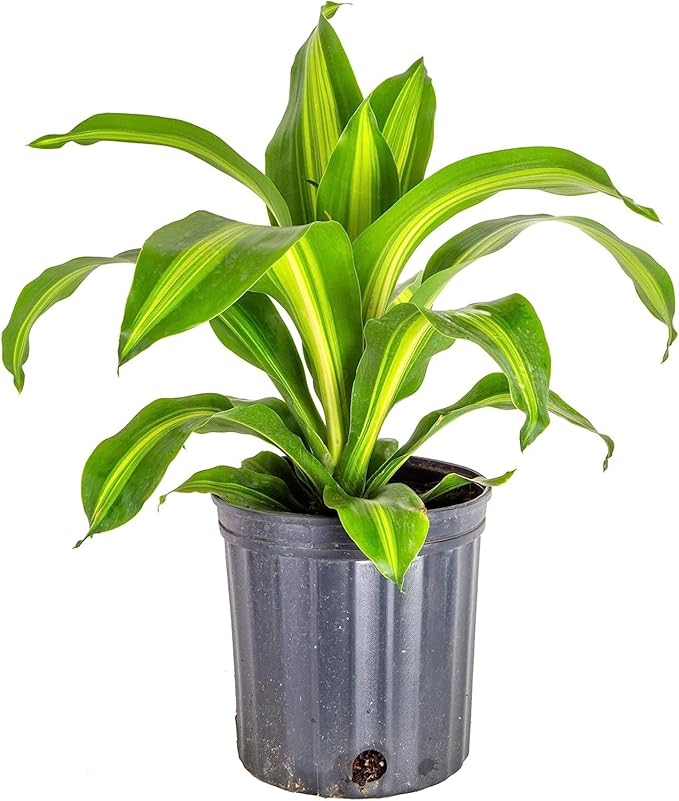 Premium Dracaena Potting Soil Mix - (20 Quart Bag)
