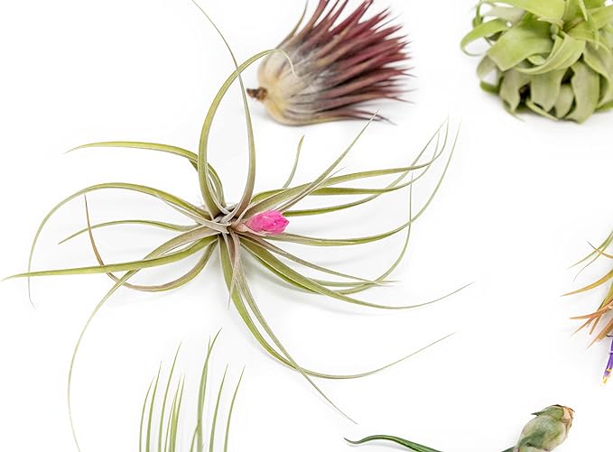 6 Grab Bag Pack Small & Medium Air Plants - Fertilizer Packet - Wholesale - Bulk - Live Tillandsia - Easy Care House Plant - Succulents