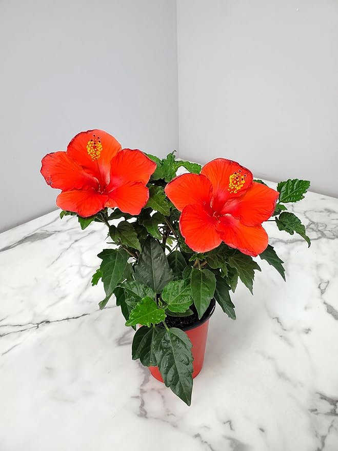 Tropical Plants of Florida - Red Hibiscus Bush Dwarf - Flowering Plants Live - 12" to 16" Overall Height - 1 Gallon Planter (Plant Only)