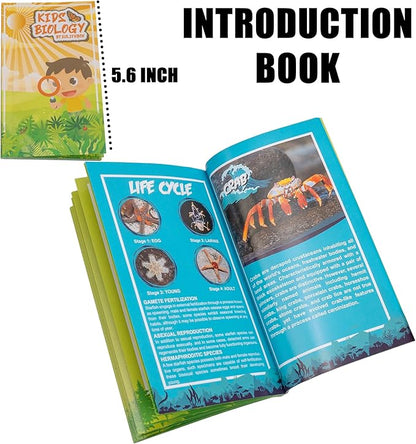 6 PCS Marine Life Specimen Set,Hermit Crab,Fiddler Crab,Starfish,Nassariidae,Sea Cucumber, Chiromantes Dehaani Resin Collection Science Toys