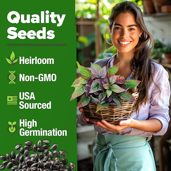 HOME GROWN Thai Basil Seeds Pack - 438 High Germination 𝗡𝗢𝗡-𝗚𝗠𝗢 𝗨𝗦𝗔 Heirloom Herb Seeds for Planting,Ideal for Growing Fresh Basil Planting Indoor or Outdoor(Ocimum basilicum var.thyrsiflora)