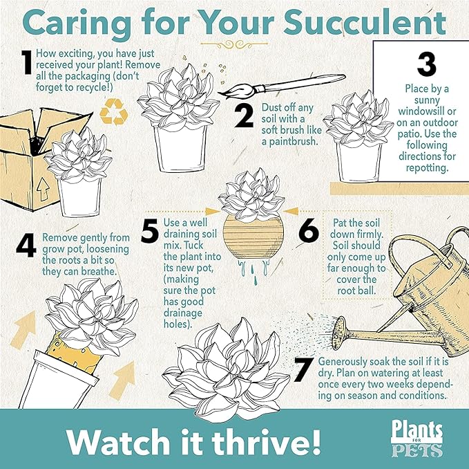 Live Sempervivum Planter Bowl, Sempervivum Succulents Plants, Hens and Chicks Succulent Plants, Sempervivum Plants Succulent Planter, Mini Succulents Plants Hens and Chicks Planter by Plants for Pets