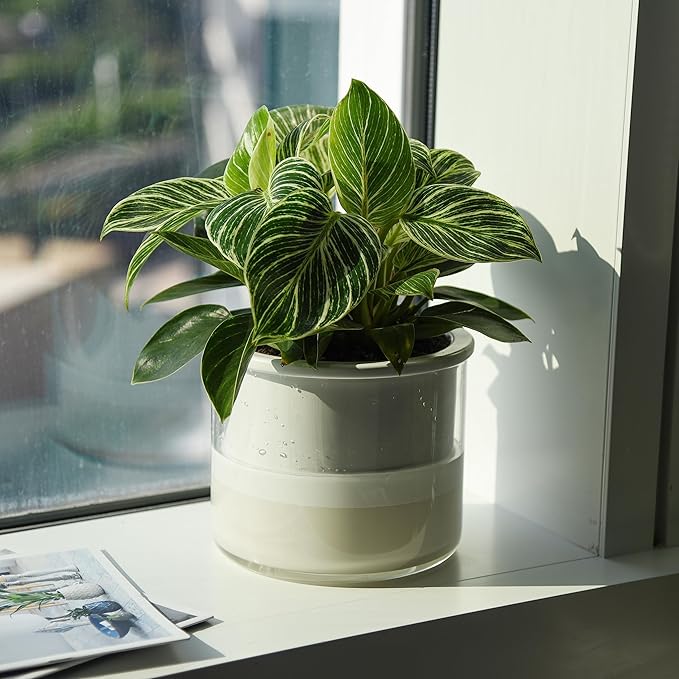 Phoenix Vine 6 Inch Self Watering Planter Pot, Design White Terracotta Pot for Plants, Indoor Cylinder Terra Cotta Pot with Glass Vase, Set of 1, 51-B-F-1