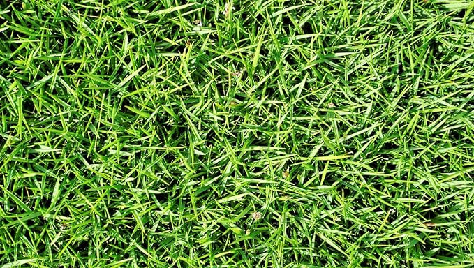 Brownie Brand Majestic Hulled Bermudagrass Seed | Premium Turf Grass for Dense, Drought-Resistant Lawns | Fast-Growing, Heat-Tolerant, Certified Seed for High-Traffic Areas. (25 Pound)