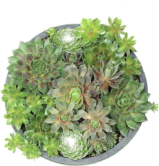Live Sempervivum Planter Bowl, Sempervivum Succulents Plants, Hens and Chicks Succulent Plants, Sempervivum Plants Succulent Planter, Mini Succulents Plants Hens and Chicks Planter by Plants for Pets