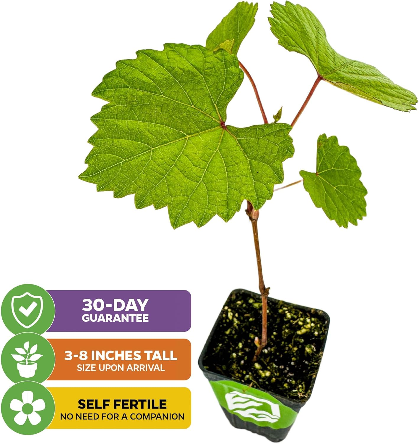 Blanc du Bois Grape - Vitis labrusca - Wellspring Gardens Starter Plant - Live Plant for Outdoor Gardens - Vigorous Grapevine Plants - Ideal for Fruit Gardening in Patio and Garden