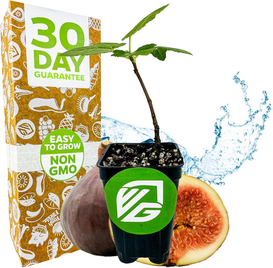 Brown Turkey Fig - Ficus carica by Wellspring Gardens - Sweet Bronze Fruit - Mediterranean Garden - Resilient Fruit Tree - Self-Pollinating Fig Tree - Ornamental Fruit Tree