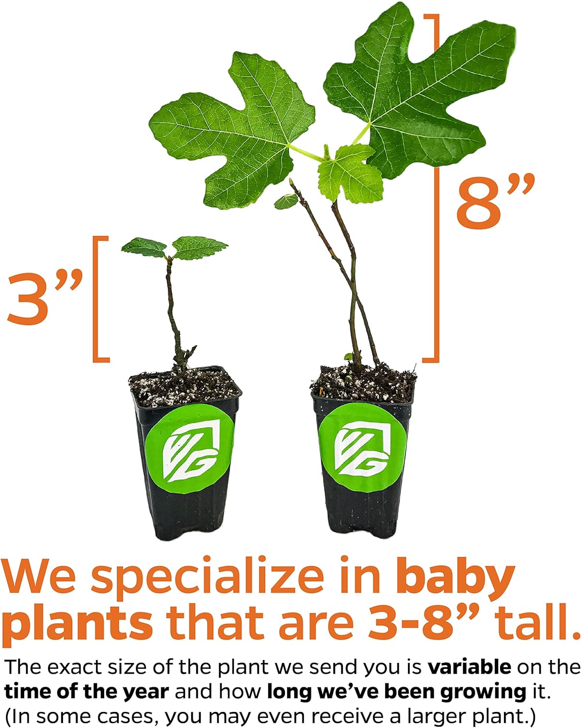 Kadota Fig Tree Live Plant - Ficus carica - Wellspring Gardens Starter Plant