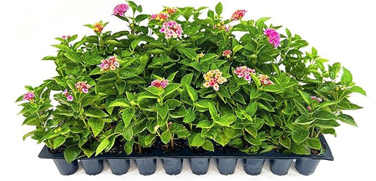 Lantana Confetti | 20 Live Plants | Lantana Camara | Colorful Garden Shrub | Drought Tolerant Perennial Plants