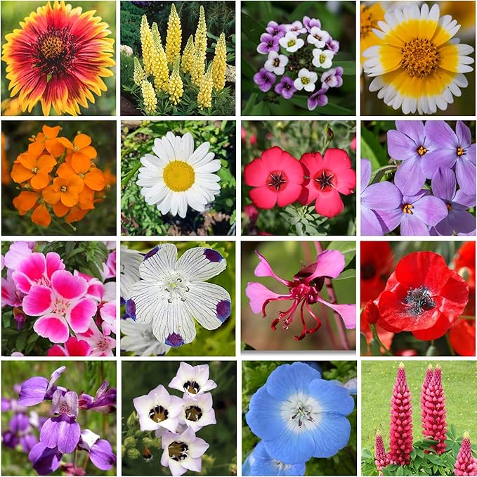 Geva Grow Northwest Wildflower Seeds Regional Mix - Organic, Non-GMO - 100% Pure Seed - 20 Different Wildflowers Seeds of Annual and Perennial, 1 LB Tub