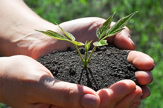 Organic Worm Castings Premium Worm Castings Fertilizer for Nutrient-Rich Soil and Healthy Growth (2 QUARTS)