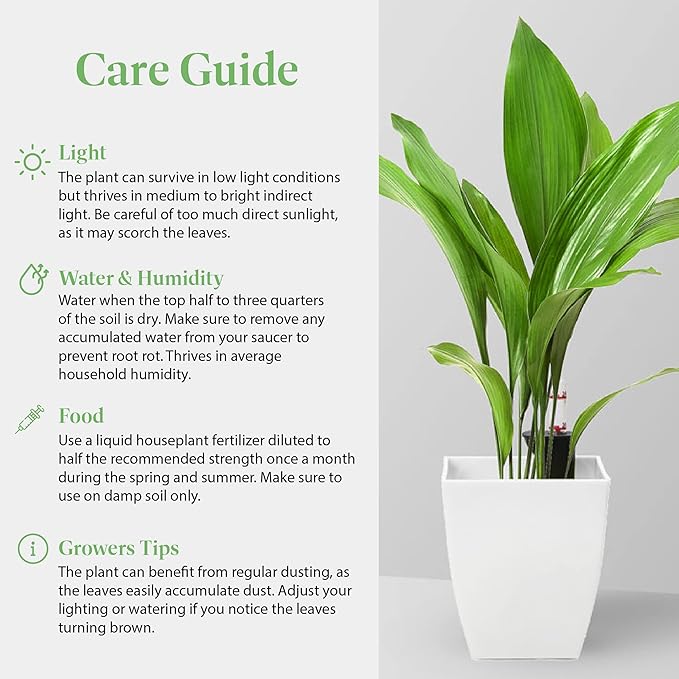 American Plant Exchange Cast Iron Plant, Easy Care Indoor Houseplant, Wide Green Foliage, Thrives on Neglect, Low-Light & Pet Safe, 6-Inch Pot, Live Home, Garden, Office, Patio Décor