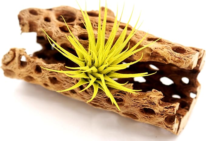 Dyed Tillandsia Ionantha Guatemala Enhanced Colored Colorful Air Plant Live Easy Care Indoor Outdoor Home Decor Gift Airplant by Awesome Industries Live Arrival Guaranteed (Yellow)