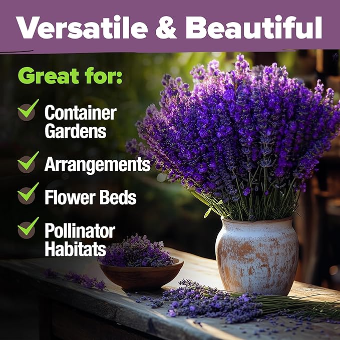 HOME GROWN 𝗨𝗦𝗔 𝗣𝗥𝗘𝗠𝗜𝗨𝗠 English Lavender Seeds 2 Pack 3000 𝗡𝗢𝗡-𝗚𝗠𝗢 Wildflower Seed, for Planting Indoor Outdoor High Germination Flower Seeds (Lavandula antustifolia)