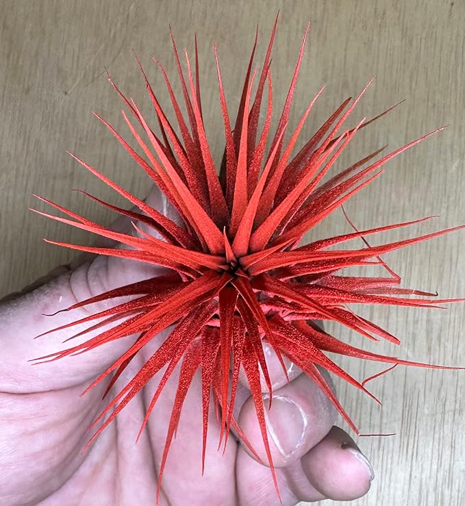 Live Extra Large Tillandsia Ionantha Guatemala Colorful Air Plant 3+ inch Enhanced Color Easy Care Indoor Outdoor Home Decor Gift Airplant by Awesome Industries (Deep Blue XL)